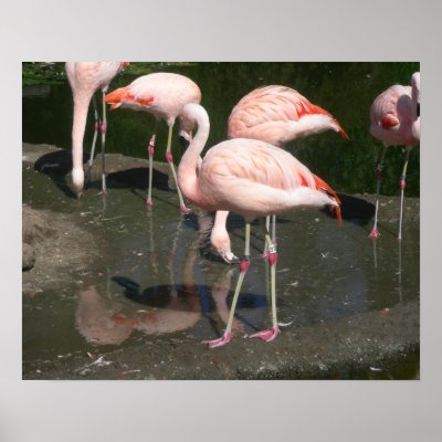 Birds 003 20"x16" Poster by pasta26mc