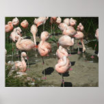 birds 004 canvas posters