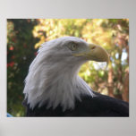Birds 011 20"x16" Bald Eagle Poster
