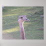 Birds 012 20"x16" Poster