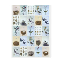 Birds and Nests Postcards