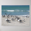 Birds at the beach posters
