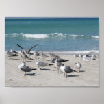 Birds at the beach posters