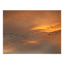 birds flying over my house in san miguel photo