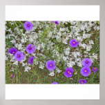 Birds Foot Morning Glory and woolly tidestr