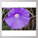 Birds Foot Morning Glory posters