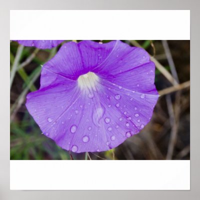Birds Foot Morning Glory Print by Harpalus22