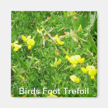 Birds foot trefoil Magnet