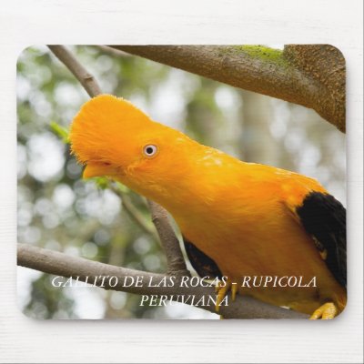 Birds GALLITO DE LAS ROCAS Tapete De Raton by jjgabaldon