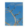Birds in a tree postcards