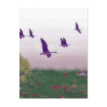 birds in flignt notecards postcards