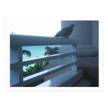 birds in paradise postcard