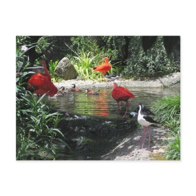 Birds in Water Postcard by angeleyes_9136