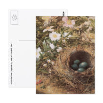 Bird's Nest and Dogroses by John William Hill Postcard