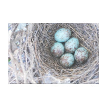 Bird's Nest Blue Eggs Nature Photography Canvas Canvas Prints