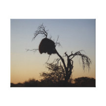 Birds nest canvas print