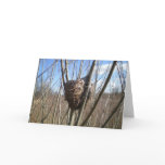 Birds Nest in Winter Greeting Cards