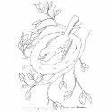 Bird's Nest Line Drawing photo sculptures