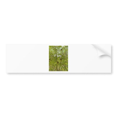 BIRDS NESTS  IN TREES BUMPER STICKER by LOOSIELUCY