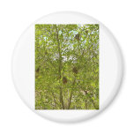 BIRDS NESTS  IN TREES FRIDGE MAGNETS