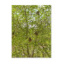 BIRDS NESTS  IN TREES POST CARD