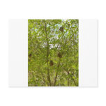 BIRDS NESTS  IN TREES POSTCARDS