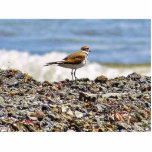 Birds Oceans Beaches Photo Sculptures