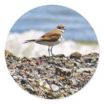 Birds Oceans Beaches Round Sticker