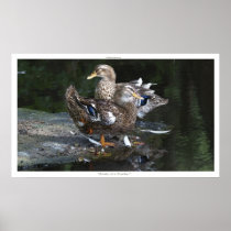 BIRDS OF A FEATHER Duck Poster