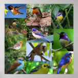 Birds of Beauty Collage Print