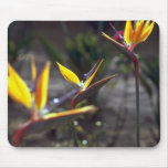 Birds Of Paradise Mouse Pads
