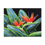 Birds of Paradise Post Card