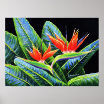 Birds of Paradise