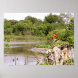 Birds of Paradise Posters