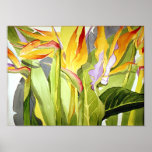 Birds of Paradise - Poster posters