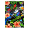 Birds of the Yucatan Peninsula cards