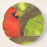 Birds of Various Forms