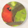 Birds of Various Forms