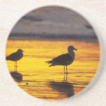 Birds of Various Forms