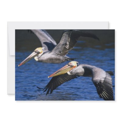 Birds of Various Forms by Panoramania
