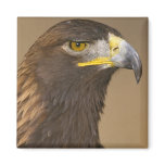 Birds of Various Forms magnets