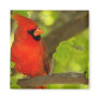 Birds of Various Forms