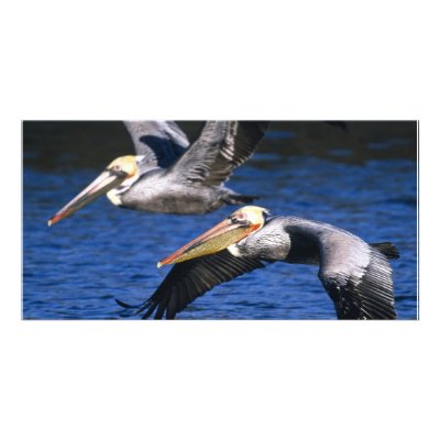 Birds of Various Forms by Panoramania
