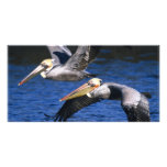 Birds of Various Forms photo cards