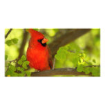 Birds of Various Forms