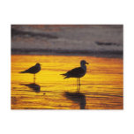 Birds of Various Forms