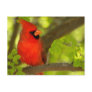 Birds of Various Forms