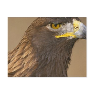 Birds of Various Forms by Panoramania