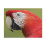 Birds of Various Forms