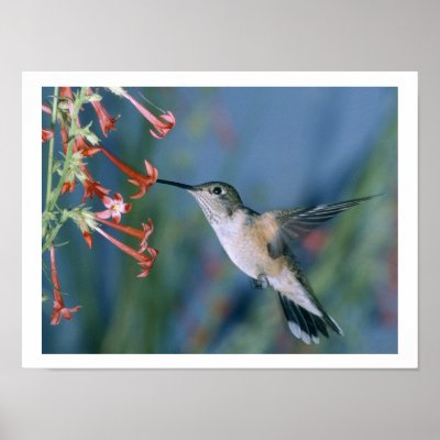 Birds of Various Forms by Panoramania